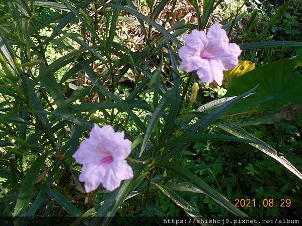 DSCN6706.JPG