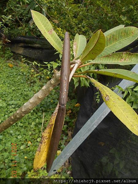 DSCN7251.JPG
