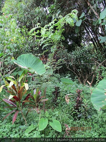 種植花旗木