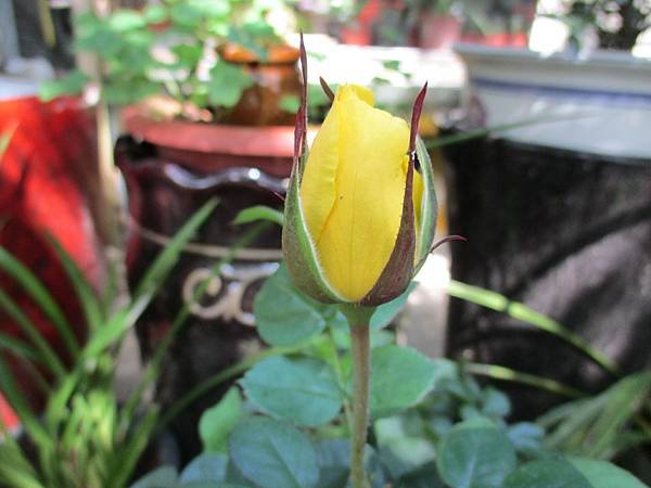 IMG_3676.JPG