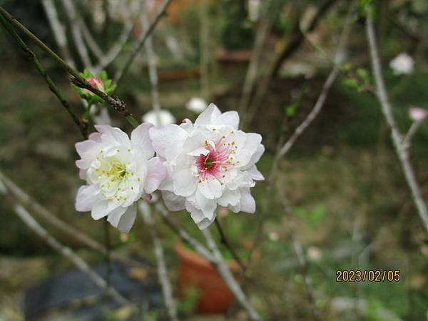 IMG_3701.JPG