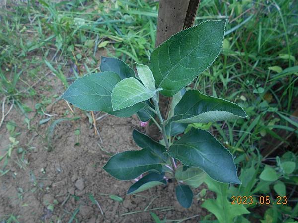 DSCN7409.JPG