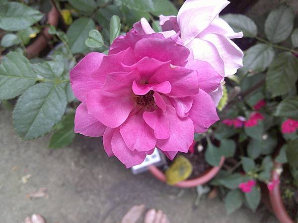 DSCF0009.JPG