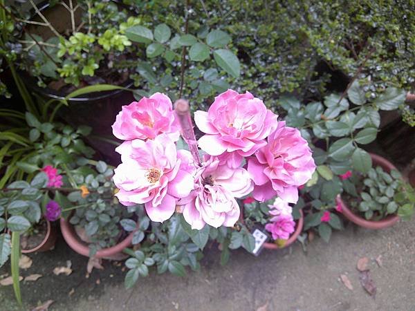 DSCF0007.JPG