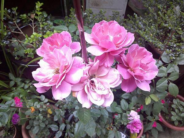 DSCF0010.JPG