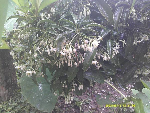 DSCF0011.JPG