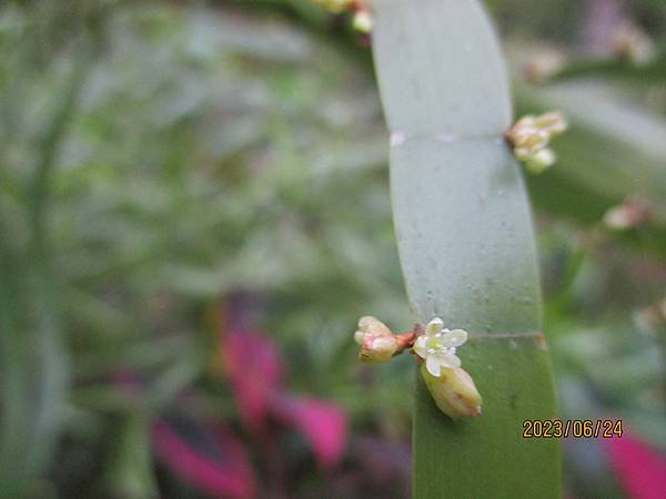 IMG_5127.JPG