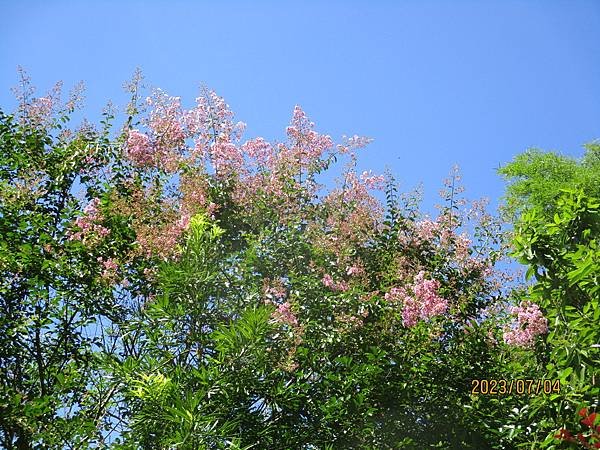IMG_5227.JPG