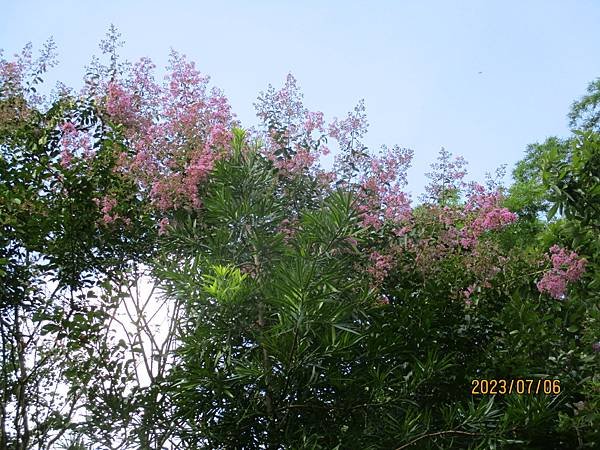 IMG_5266.JPG