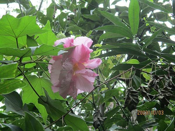 重瓣木芙蓉