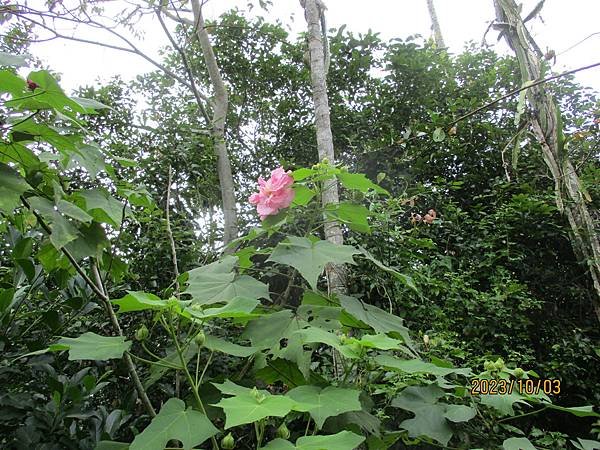 重瓣木芙蓉