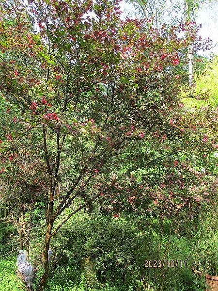 紅彩木又稱紅檵木