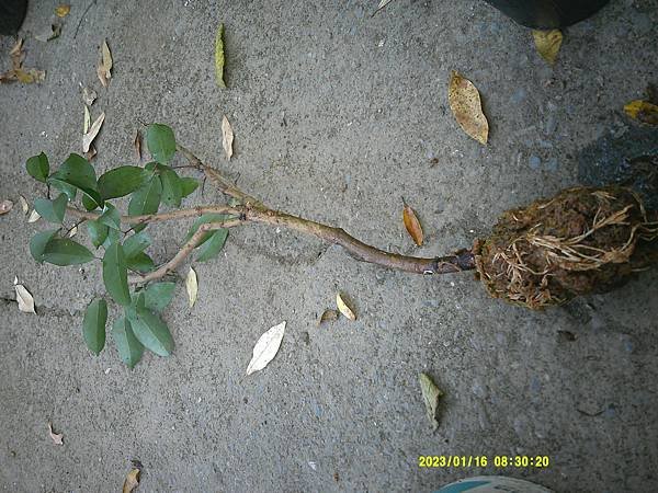 3棵淮荔荔枝高接苗