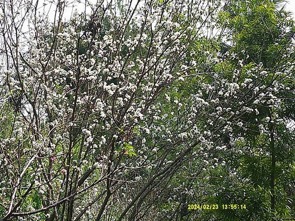 李花盛開