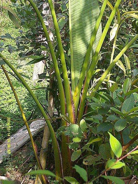 白鳥蕉又稱白花天堂鳥