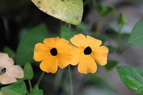 黑眼花