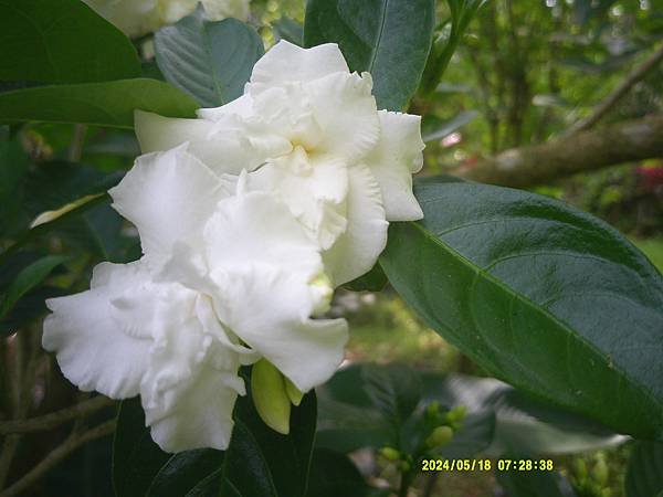 馬茶花