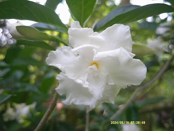 馬茶花