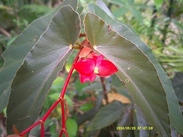 大紅秋海棠