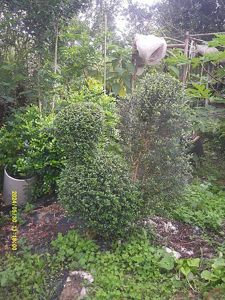 福建茶火雞樹形修剪