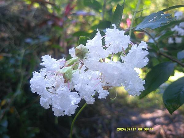 銀薇又稱白花紫薇