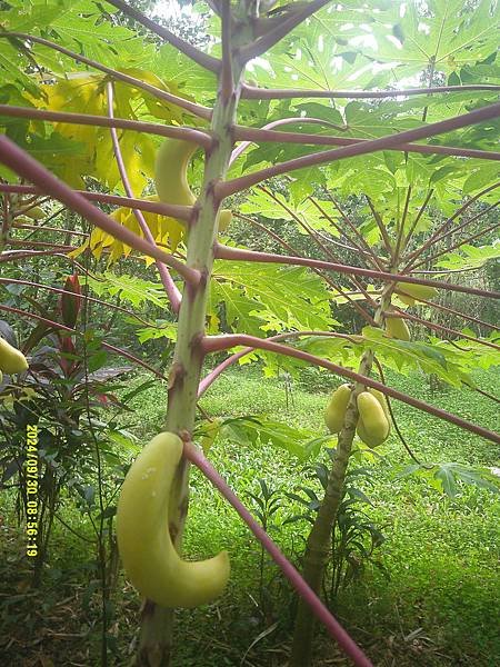 香蕉木瓜