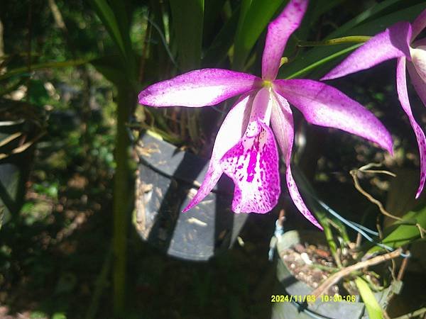 嘉德麗雅蘭Cattley蕾利亞屬Laelia