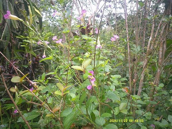 赤道櫻草