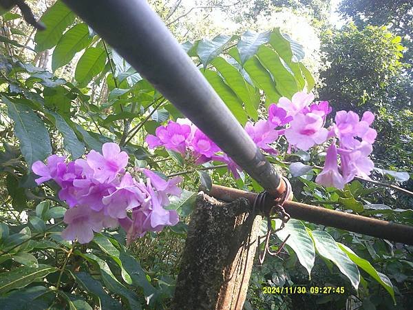 蒜香藤今年開三次花