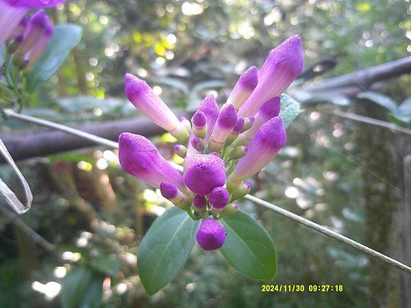 蒜香藤今年開三次花