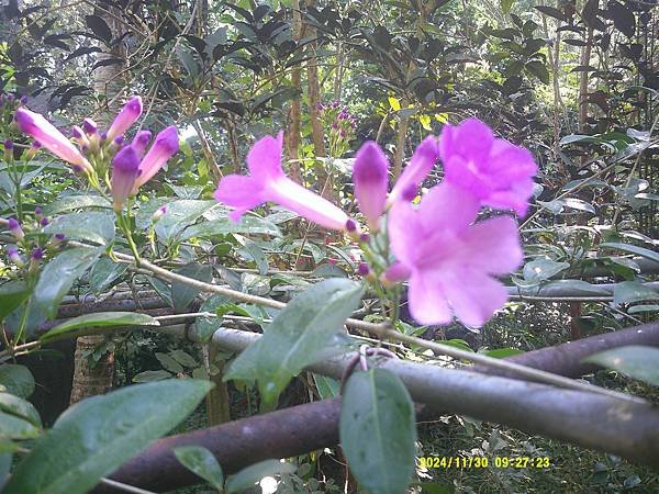 蒜香藤今年開三次花