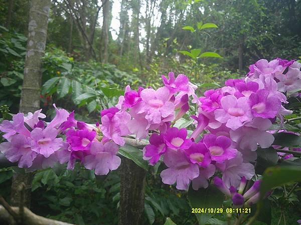 蒜香藤今年開三次花