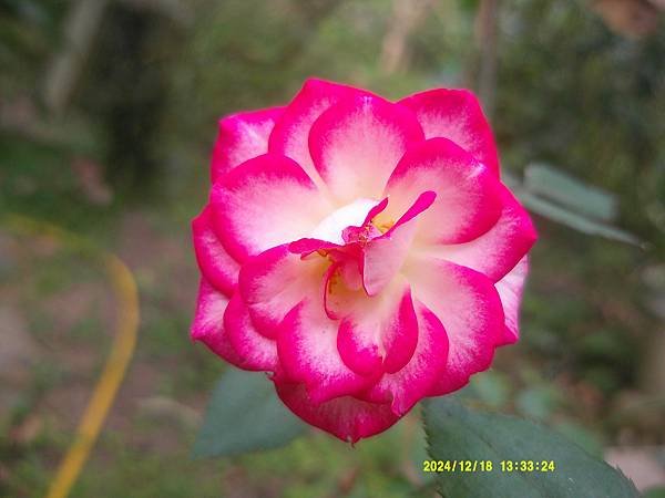 Tabris玫瑰花