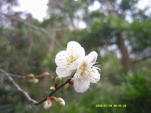 梅花特寫（1）