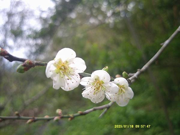 梅花特寫（1）
