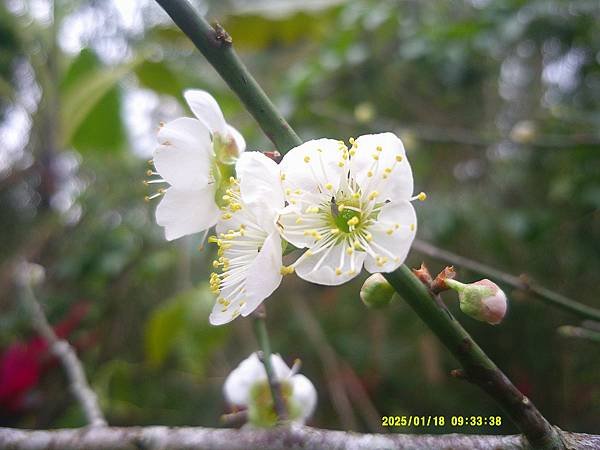 梅花特寫（1）