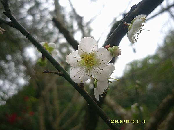 梅花特寫（1）