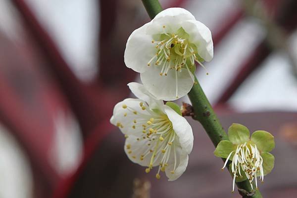 梅花特寫（3）