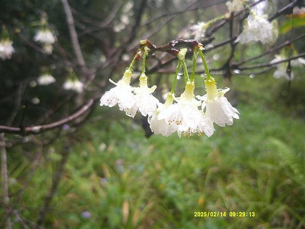 霧社櫻花