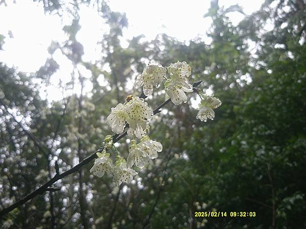 霧社櫻花
