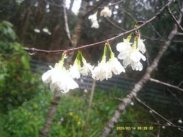 霧社櫻花