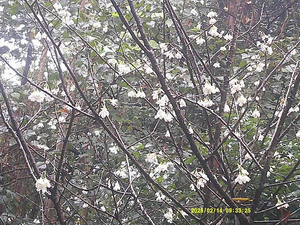 霧社櫻花