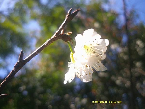 霧社櫻花