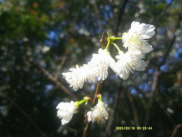 霧社櫻花