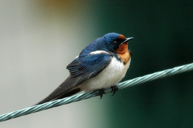 A barn swallow (家燕)