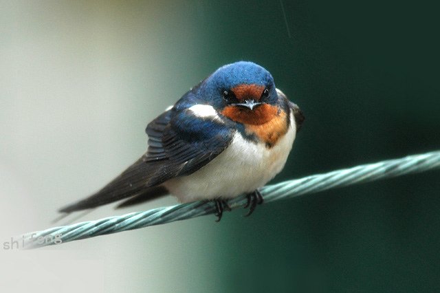 A barn swallow (家燕)