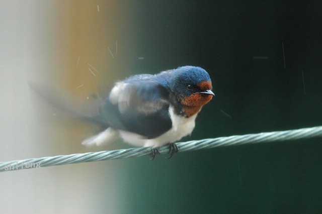 A barn swallow (家燕)