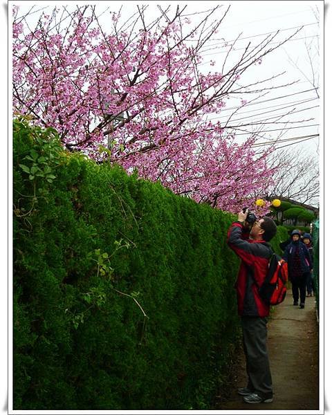 20130122 陽明山菁平街賞櫻20