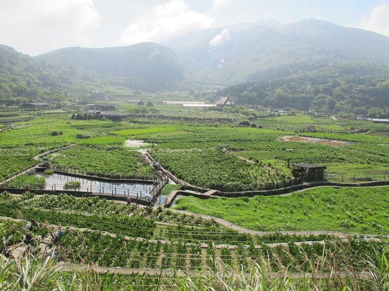 【陽明山】竹子湖、擎天崗、地熱谷