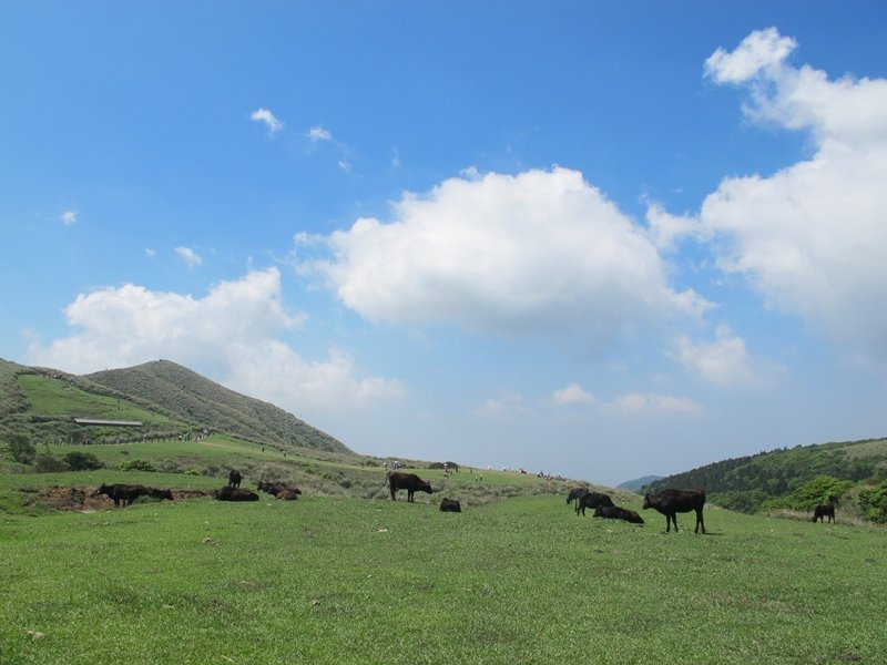 【陽明山】竹子湖、擎天崗、地熱谷